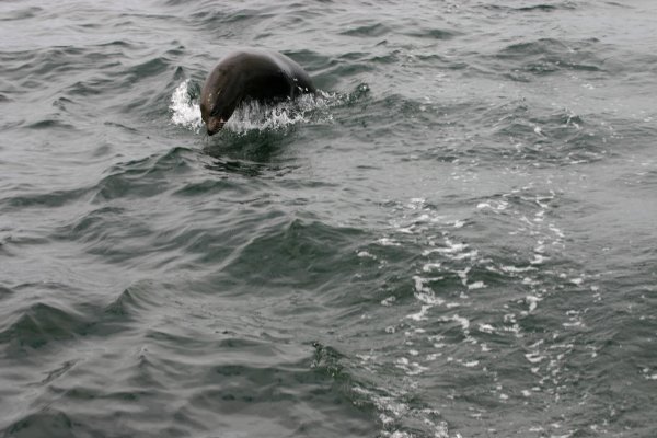 Leaping Sealion